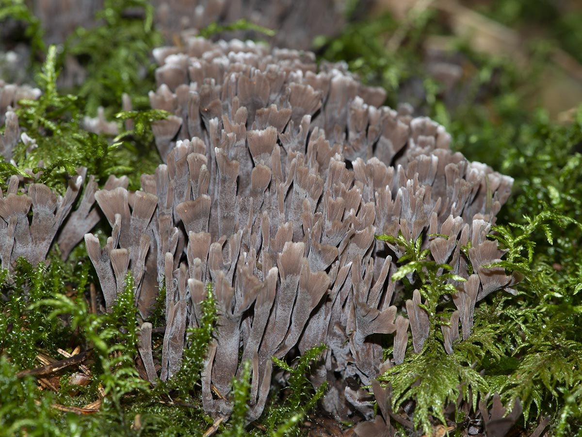 Thelephora palmata